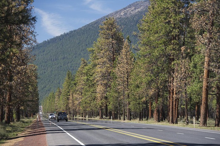 caption: <p>Dead and dying ponderosa pines line Highway 20 near Sisters, Oregon.</p>
