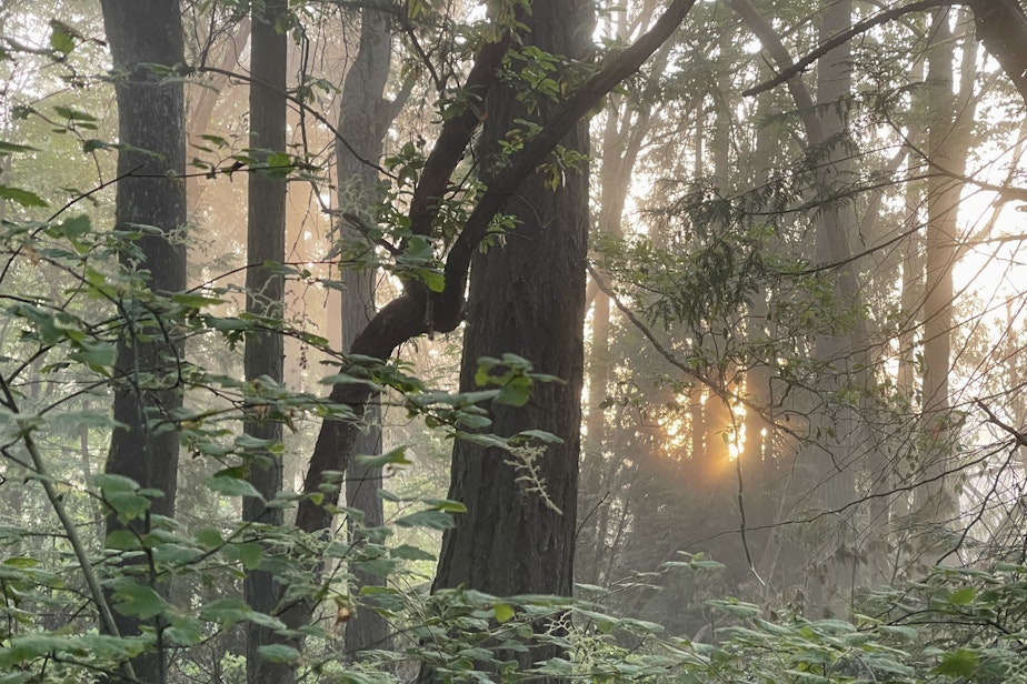 caption: Sun shines through a patch of urban forest on the Shoreline Community College campus in Shoreline, Washington, on June 5, 2025.