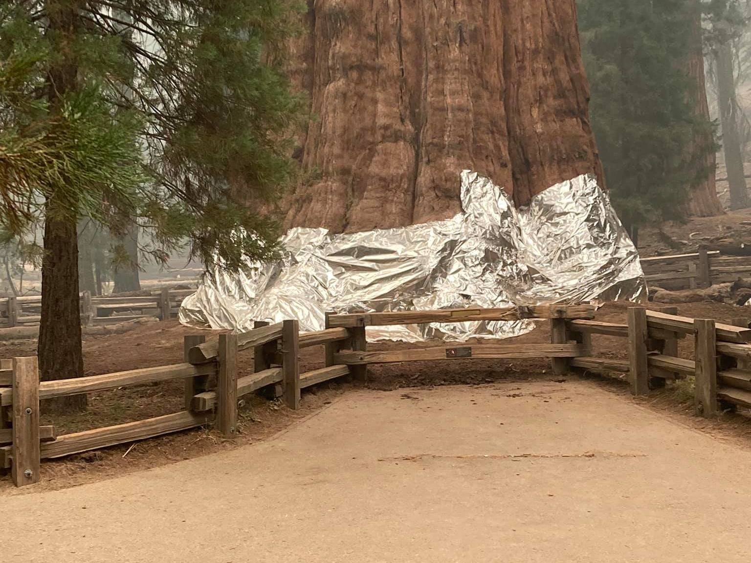 caption: Firefighters wrapped foil around the base of the General Sherman tree to protect the gigantic sequoia from an intense wildfire.