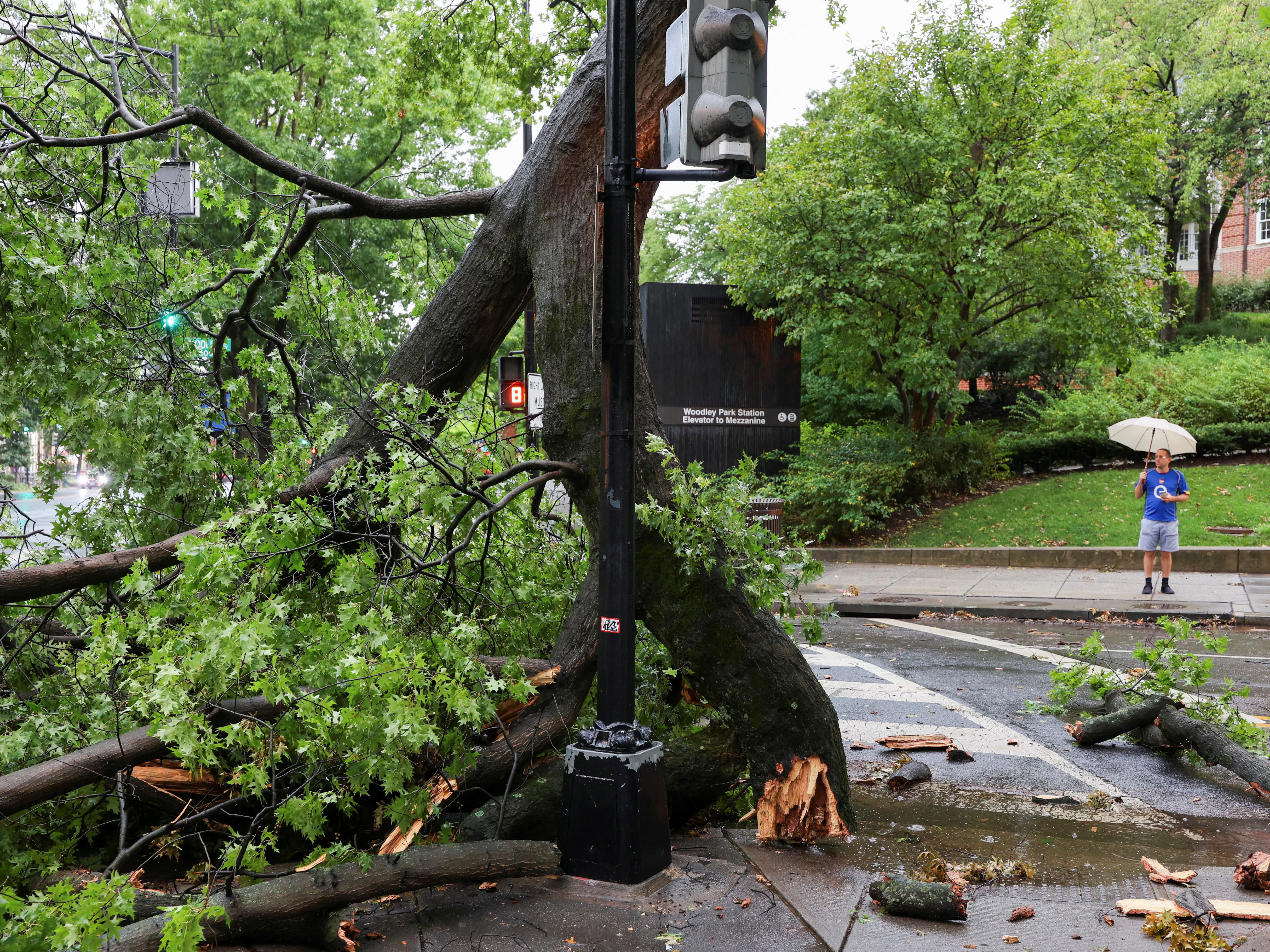 caption: A man holding an umbrella stands near a fallen tree during stormy weather in Washington, D.C., on Monday.