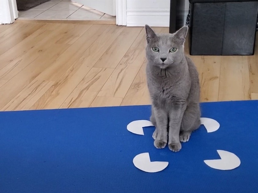 caption: Ash the cat selects the Kanizsa square stimulus — in other words, the illusion of a square — in a new study in which pet owners provided the data.