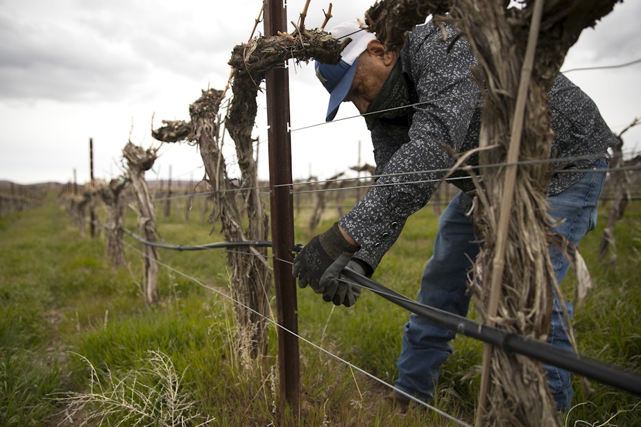 caption: A worker adjusts the grape vines' irrigation system on Wednesday, April 20, 2022, at Two Mountain Winery's vineyards in Zillah. 