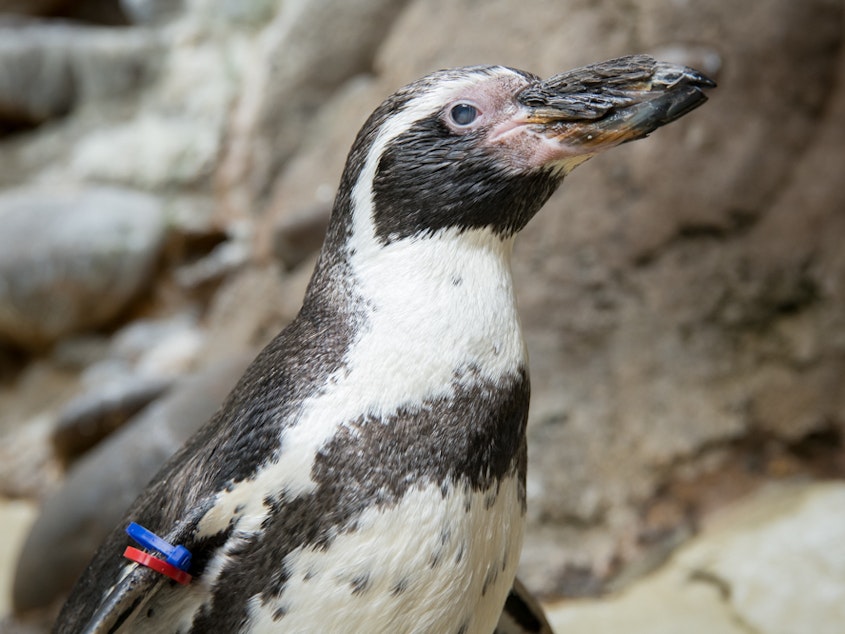 caption: Care staff celebrate with Humboldt penguin Mochica as he turns 30 years old. He was hatched in 1990.