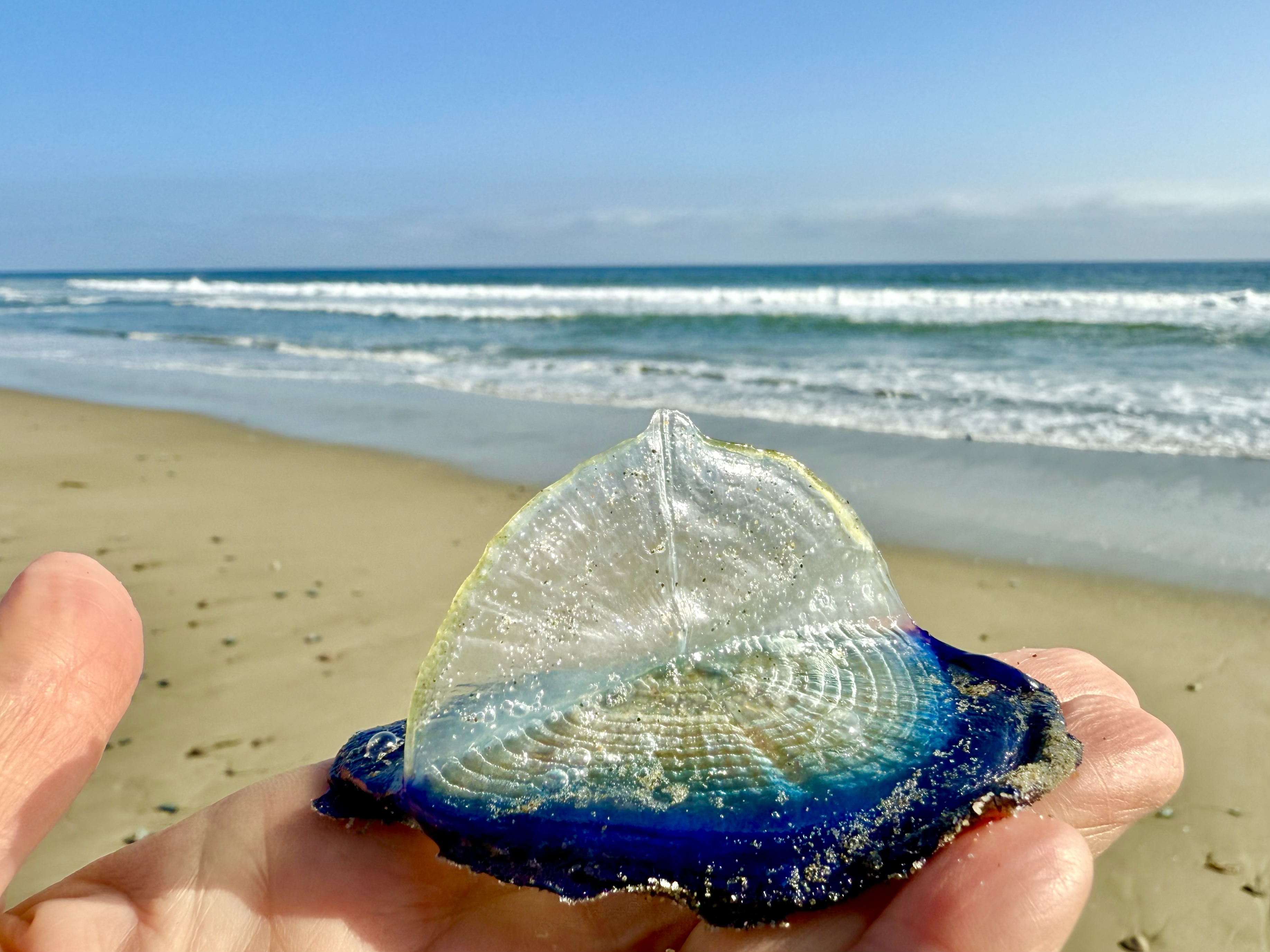 caption: Professional photographer Emily Scher told NPR she came across tens of thousands of glittering <em>Velella velella</em> on a stretch of sand between Zuma and Broad beaches in Malibu, Calif.