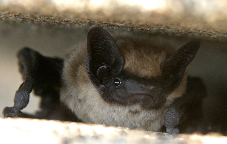 KUOW - Bat tests positive for rabies in Thurston County