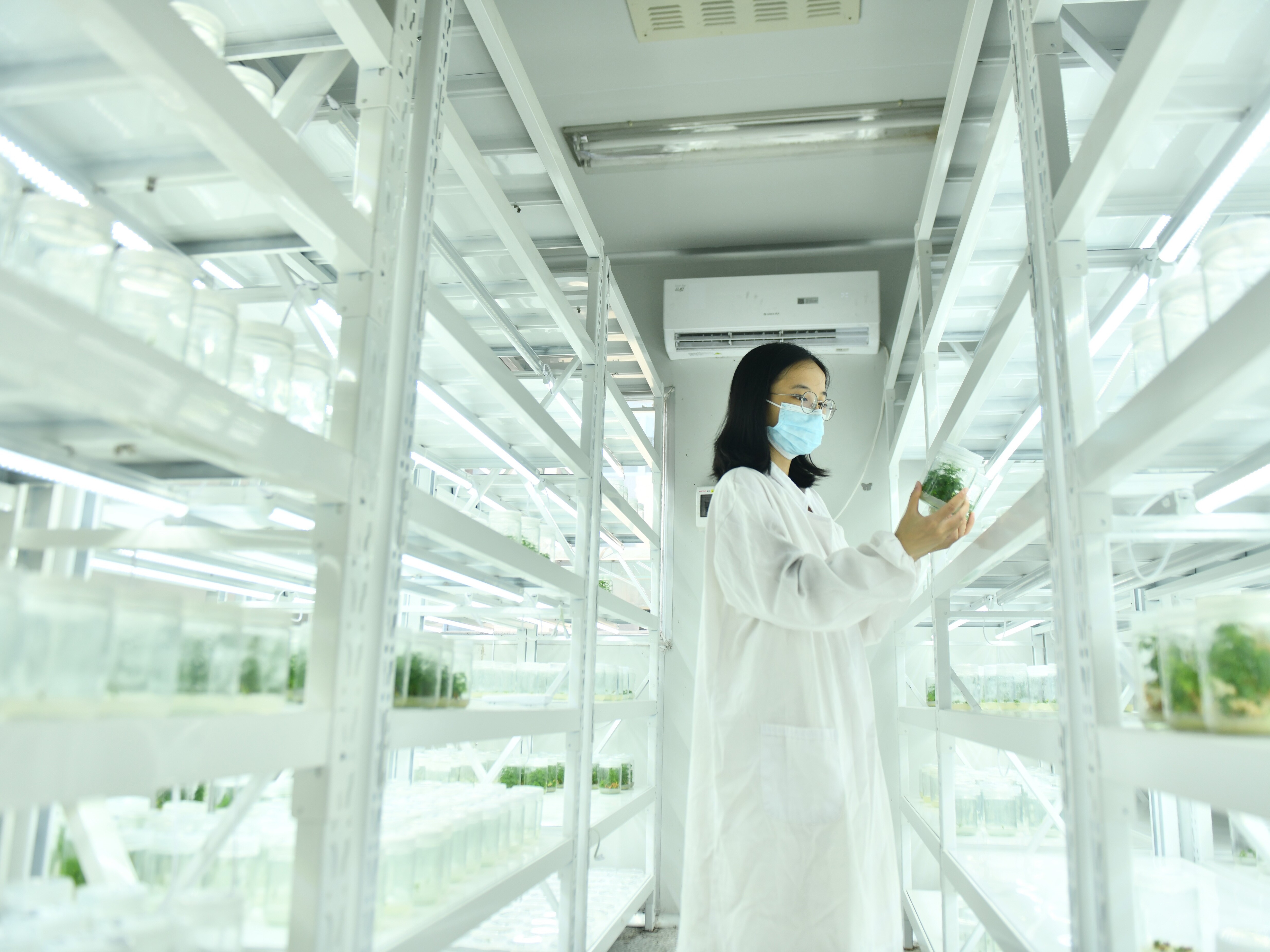 caption: A technician at a Chinese pharmaceutical company works on breeding the plant sweet wormwood, used in creating artemisinin, the go-to medicine for killing the malaria parasite.