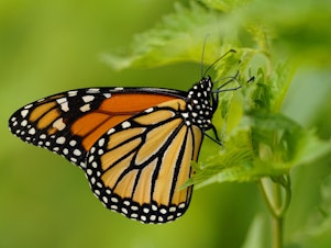 caption: The monarch butterfly species is one of thousands which states have flagged for conservation, but have limited resources to support.