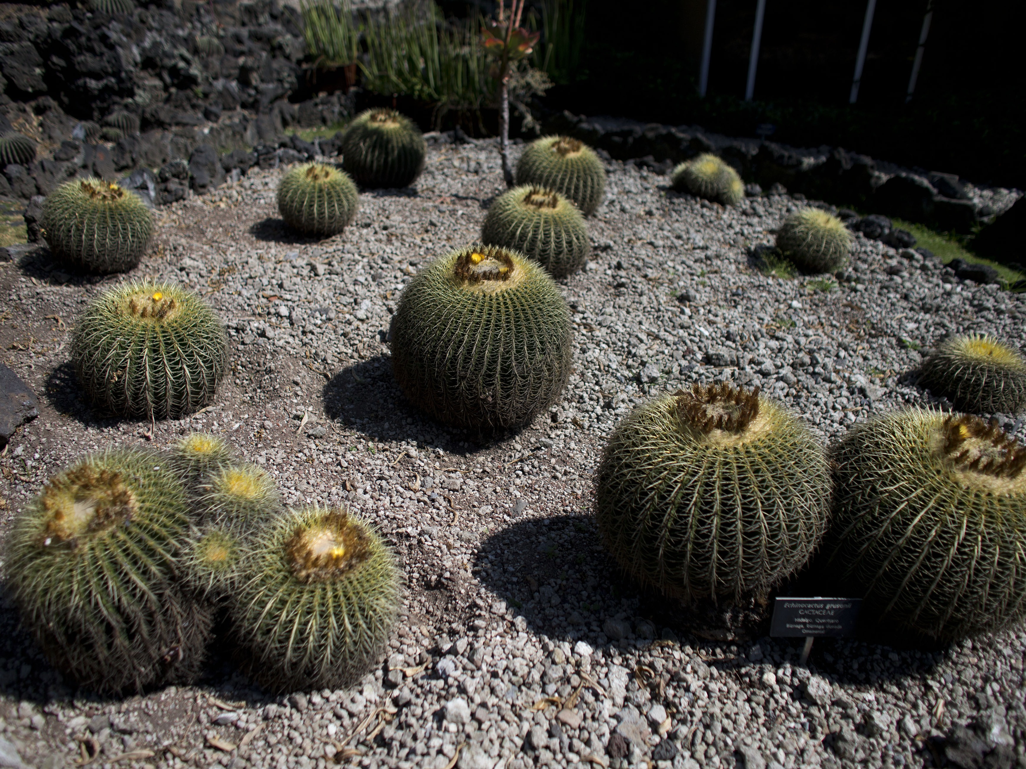 caption: Endangered barrel cactuses known as biznaga are seen growing inside the botanical gardens of the National Autonomous University of Mexico in Mexico City.