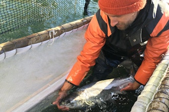 caption: Fish trap operators can pick out the hatchery salmon for harvest and release the wild salmon so they can return to their spawning grounds.CREDIT: CASSANDRA PROFITA/OPB