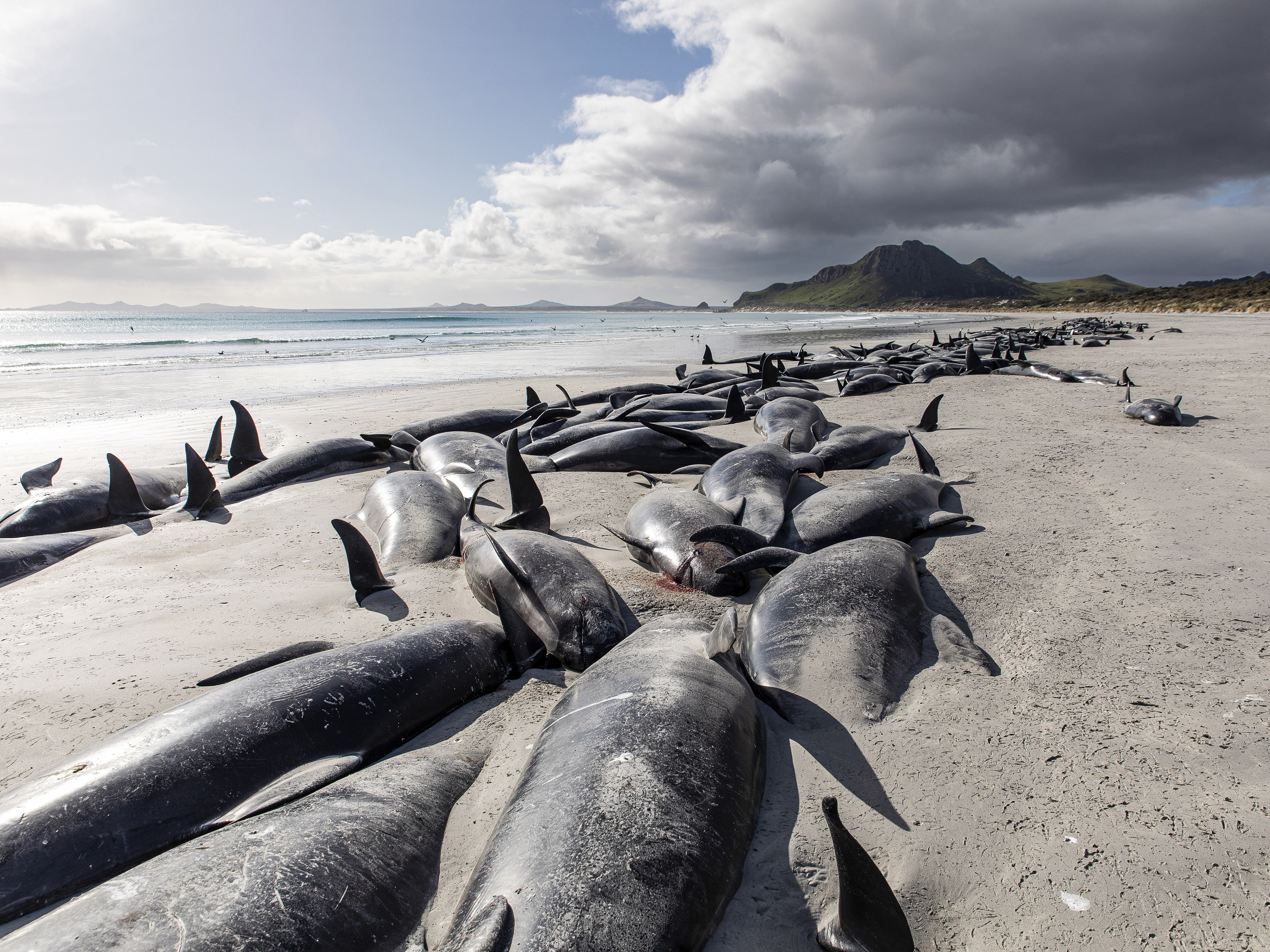 caption: A string of dead pilot whales line the beach at Tupuangi Beach in New Zealand's Chatham Archipelago, on Saturday.
