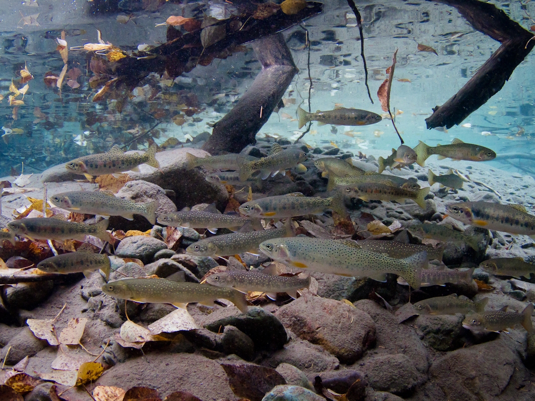 caption: Bull trout and Westslope Cutthroat Trout are among the native fish species in Western Montana that are prized by anglers  and threatened by warming waters. 