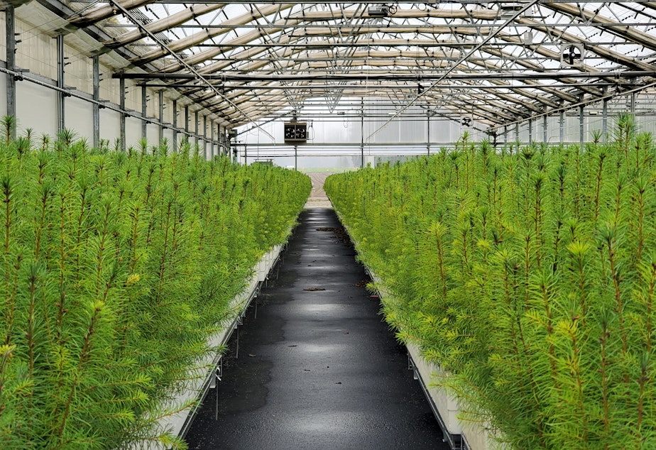 caption: The Webster State Forest Nursery produces 9 million seedlings a year. But with bigger wildfires means bigger demand, and the nursery needs to more than double its annual crop.