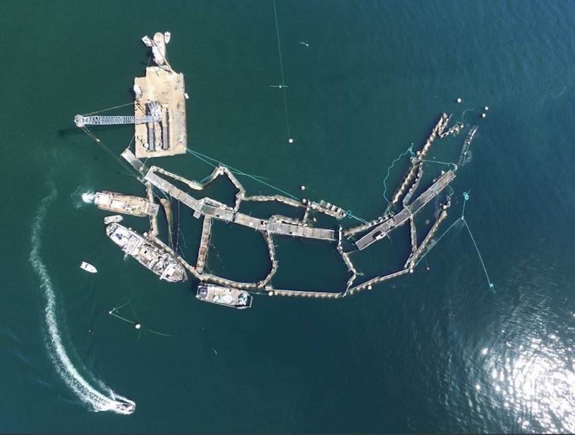 caption: The collapsed Cypress Island salmon farm on Aug. 28