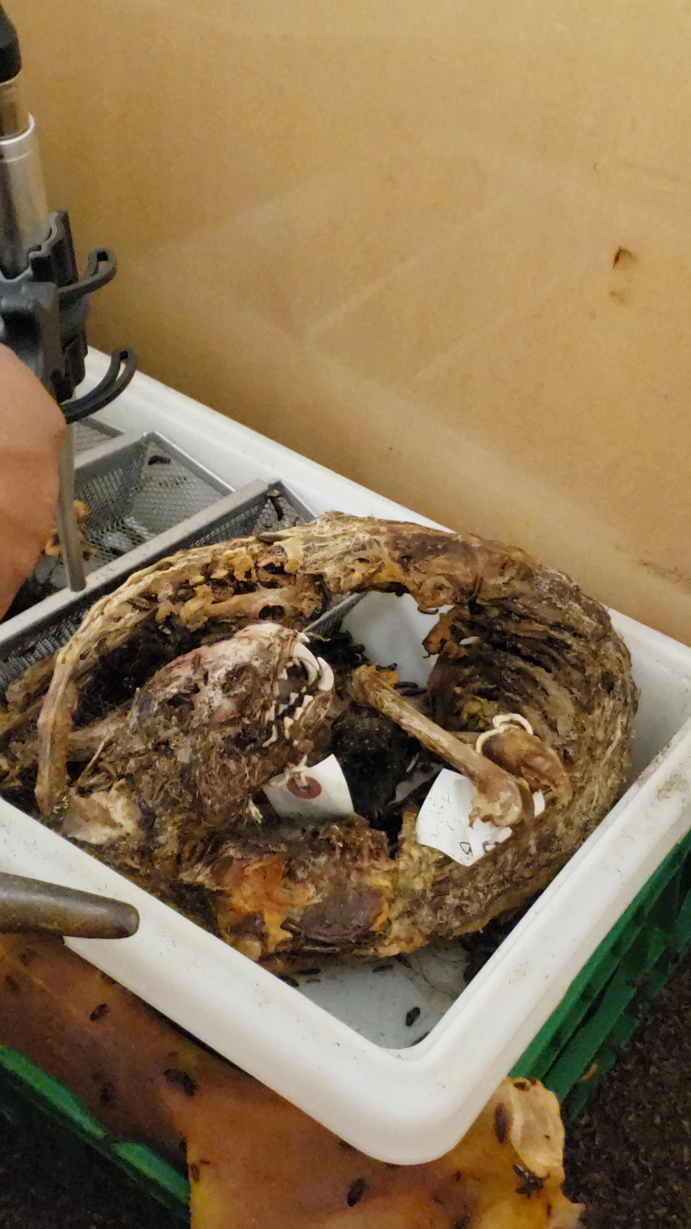 caption: An up close view of the Burke Museum's beetle lunch room. On the menu: a river otter. 