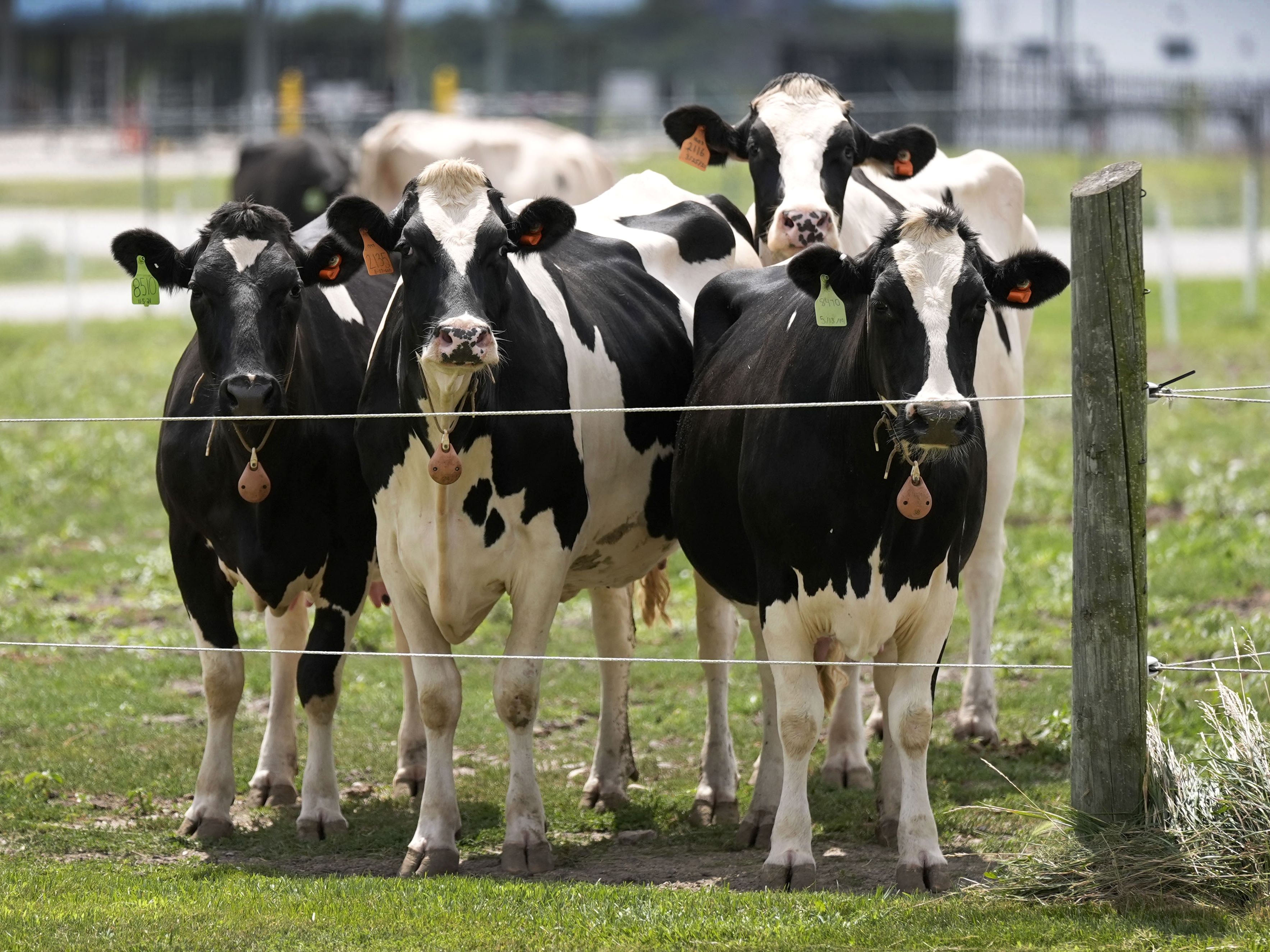caption: The bird flu outbreak has affected more than 650 dairy herds. Dozens of people have been infected from contact with infected cattle and poultry.