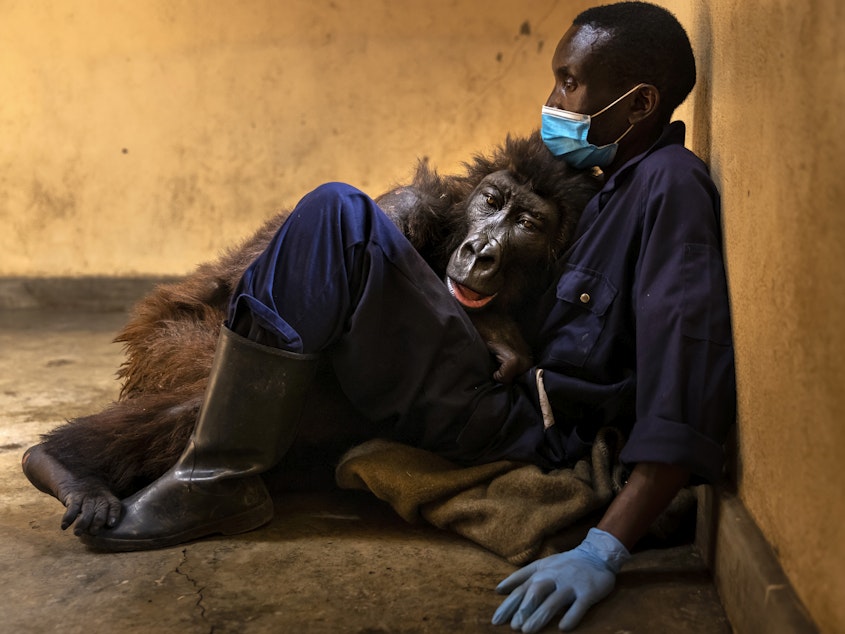 caption: Orphaned mountain gorilla Ndakasi lies in the arms of her caregiver Andre Bauma on Sept. 21, shortly before her death.