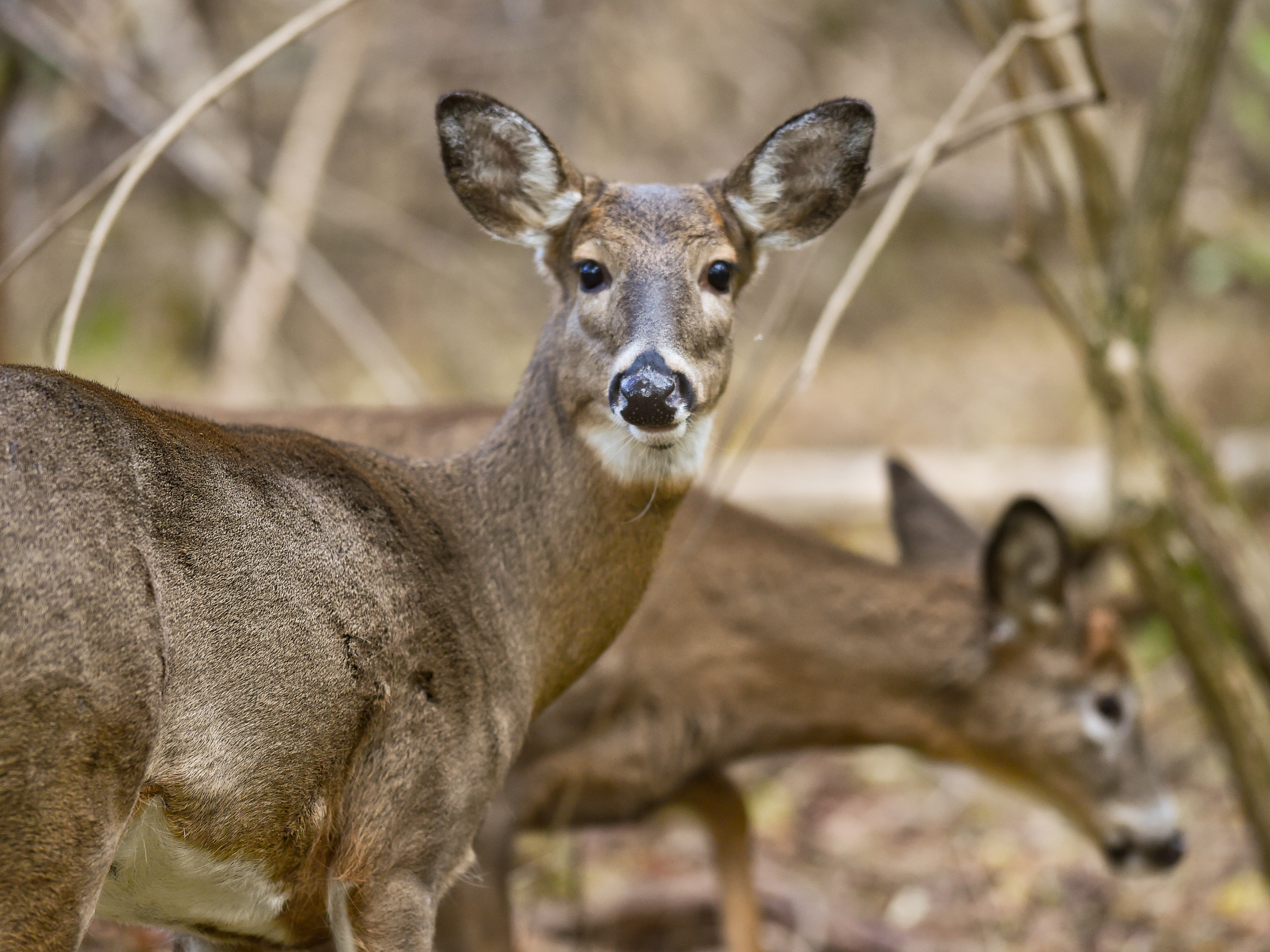 caption: Two white-tailed deer forage in Pennsylvania's Wyomissing Parklands. At the end of 2021, researchers swabbed the noses of 93 dead deer from across the state. Nearly 20% tested positive for COVID.