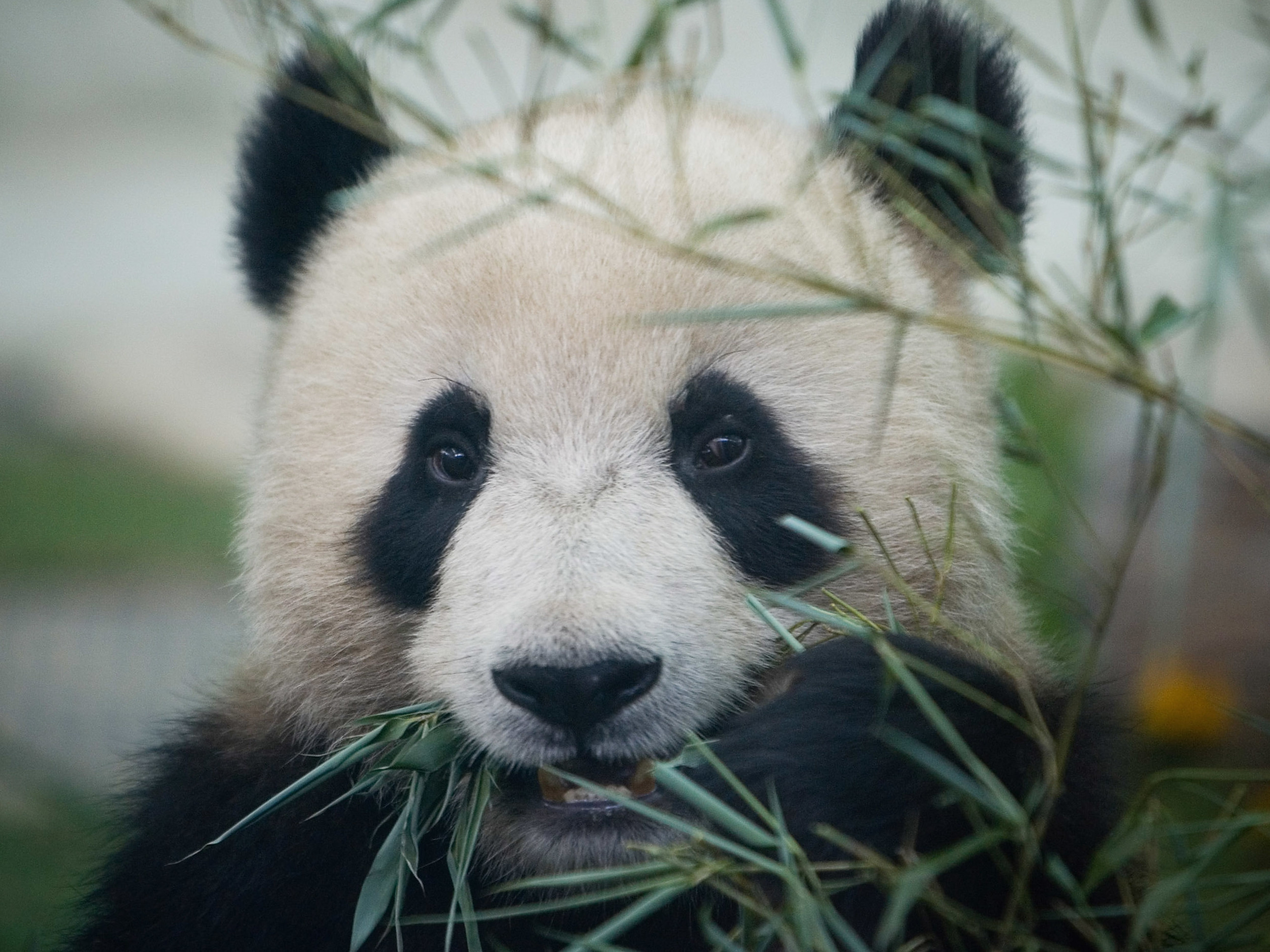 caption: A Giant panda enjoys bamboo at the Beijing Zoo during the first day of the public display on June 5, 2008 in Beijing, China.