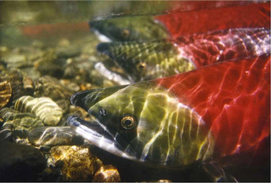 caption: President Biden today directed federal agencies to restore healthy and abundant wild salmon populations to the Columbia River Basin.