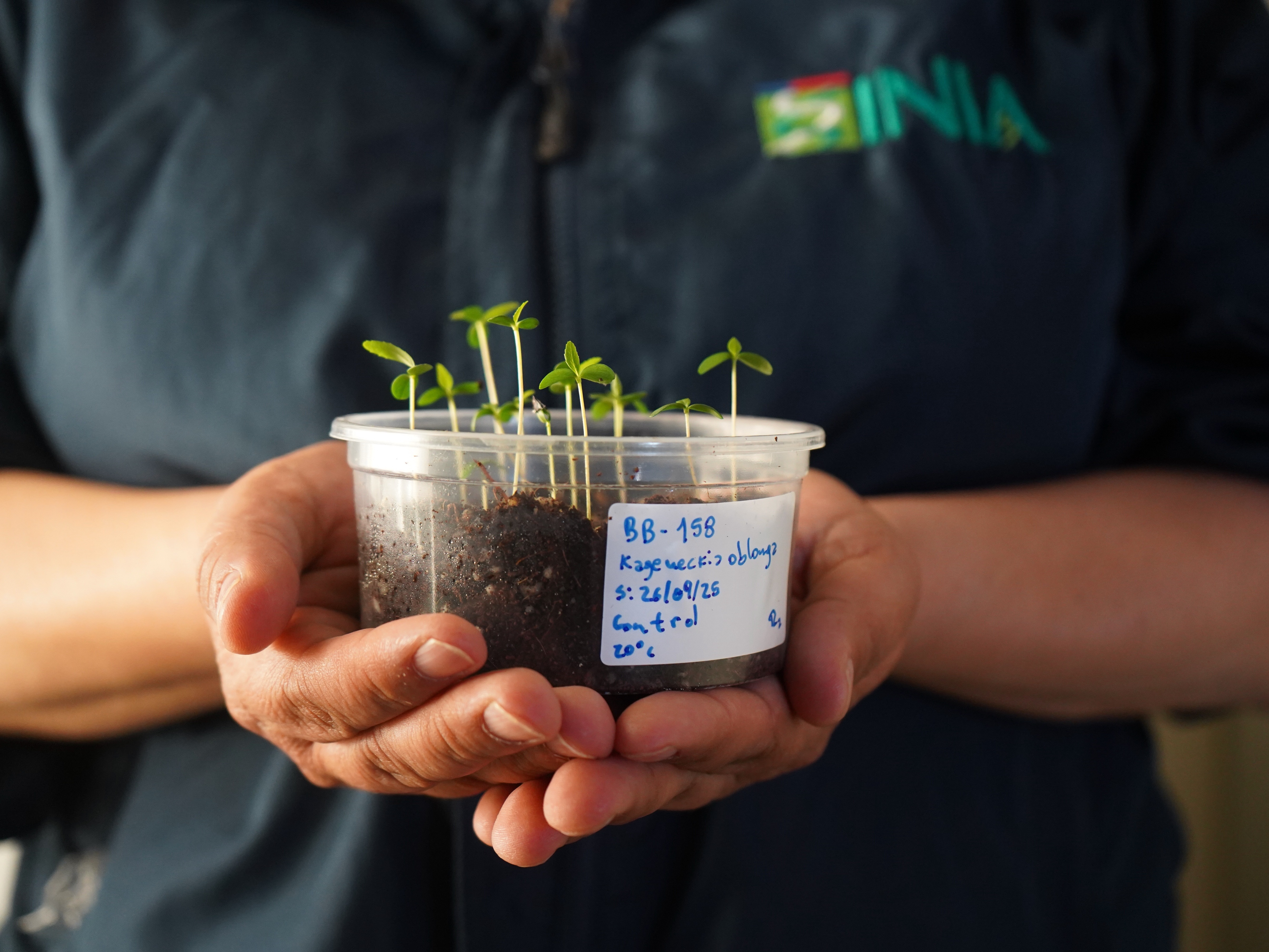 caption: Ana Sandoval, a dedicated researcher at Initihuasi Seed Bank, nurturing the future with a pot of shooting seeds — preserving biodiversity one sprout at a time.