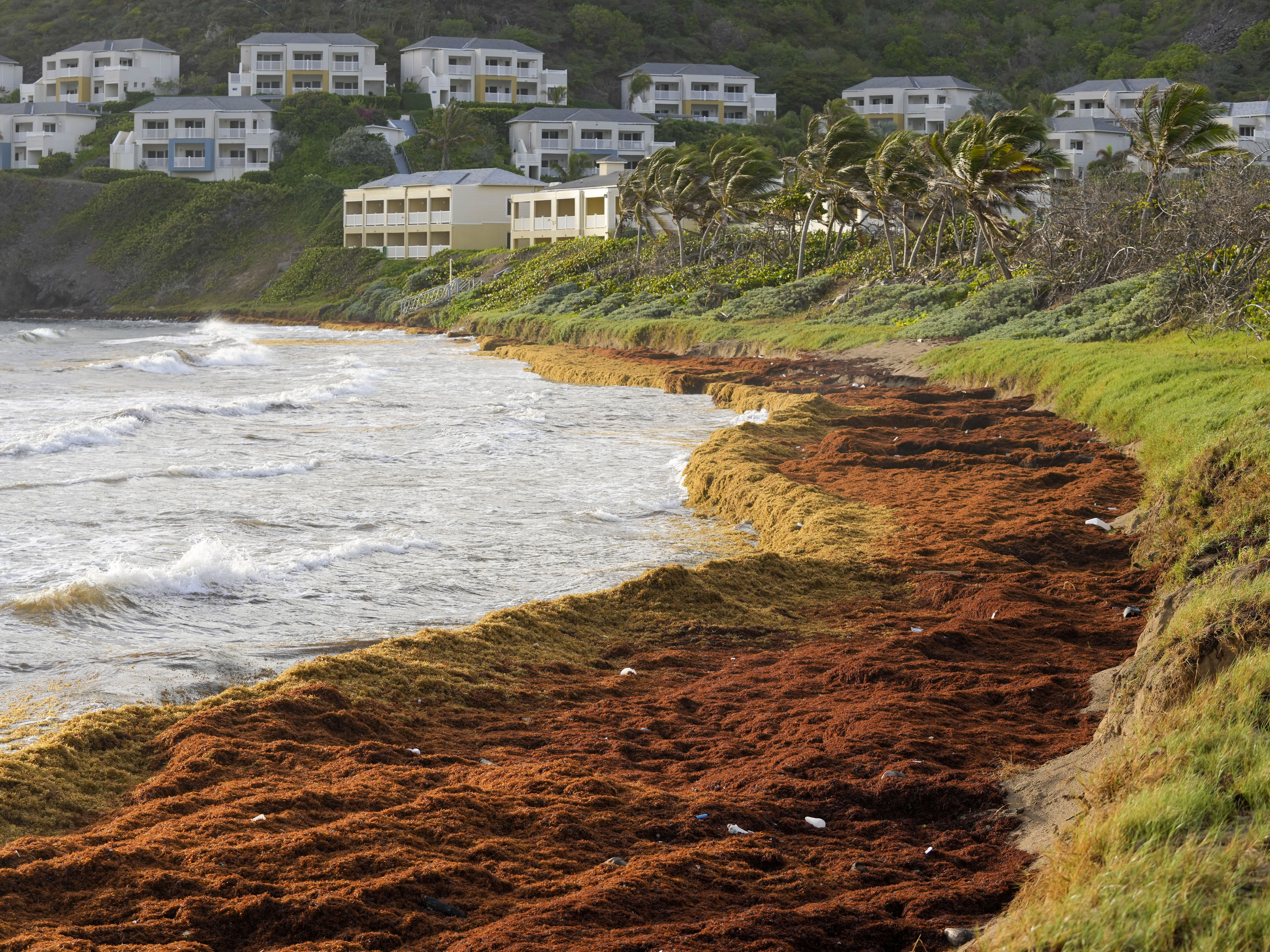 caption: Seaweed covers the Atlantic shore in Frigate Bay, St. Kitts and Nevis, on Wednesday. A record amount of seaweed is smothering Caribbean coasts from Puerto Rico to Barbados.
