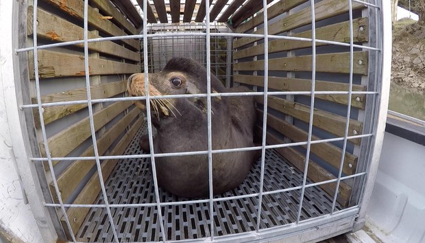 caption: <p>The Oregon Department of Fish and Wildlife has applied for a permit to kill sea lions at Willamette Falls to protect a threatened run of winter steelhead.</p>