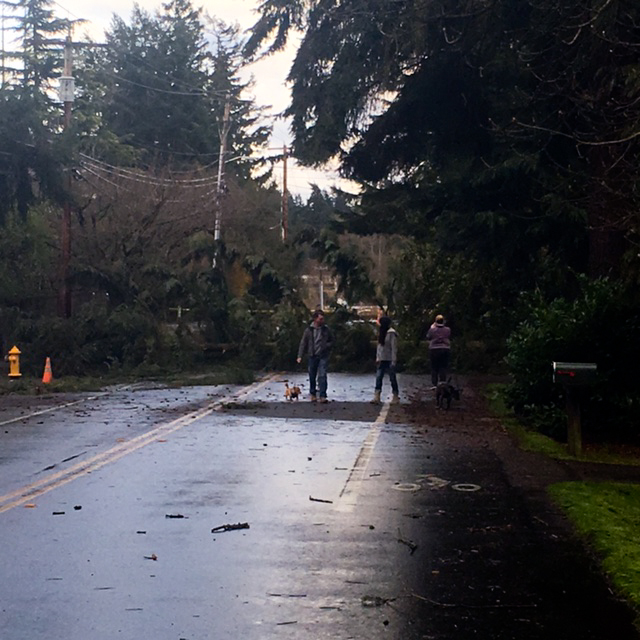 caption: A tree fell on Sunday, March 14, 2016 on 112th Street Northeast, east of Forbes Creek Drive in Kirkland.