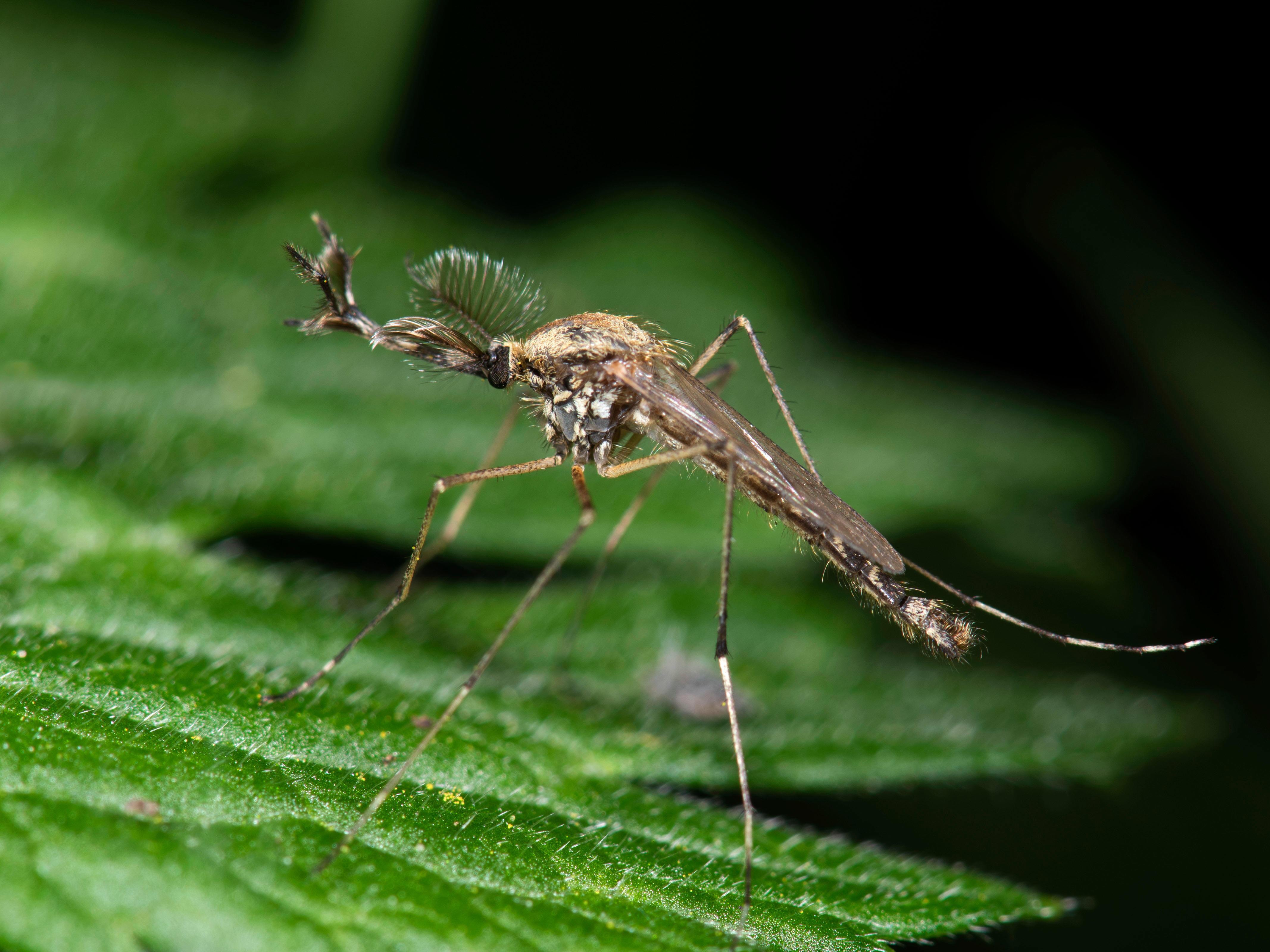 caption: A <em>Culiseta annulata</em> mosquito, seen here in the United Kingdom's Stodmarsh Nature Reserve, as been found for the first time in Iceland.