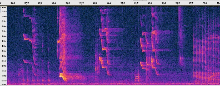 caption: Visualization of orca calls and echolocation from the AD16 pod and the AK pod.