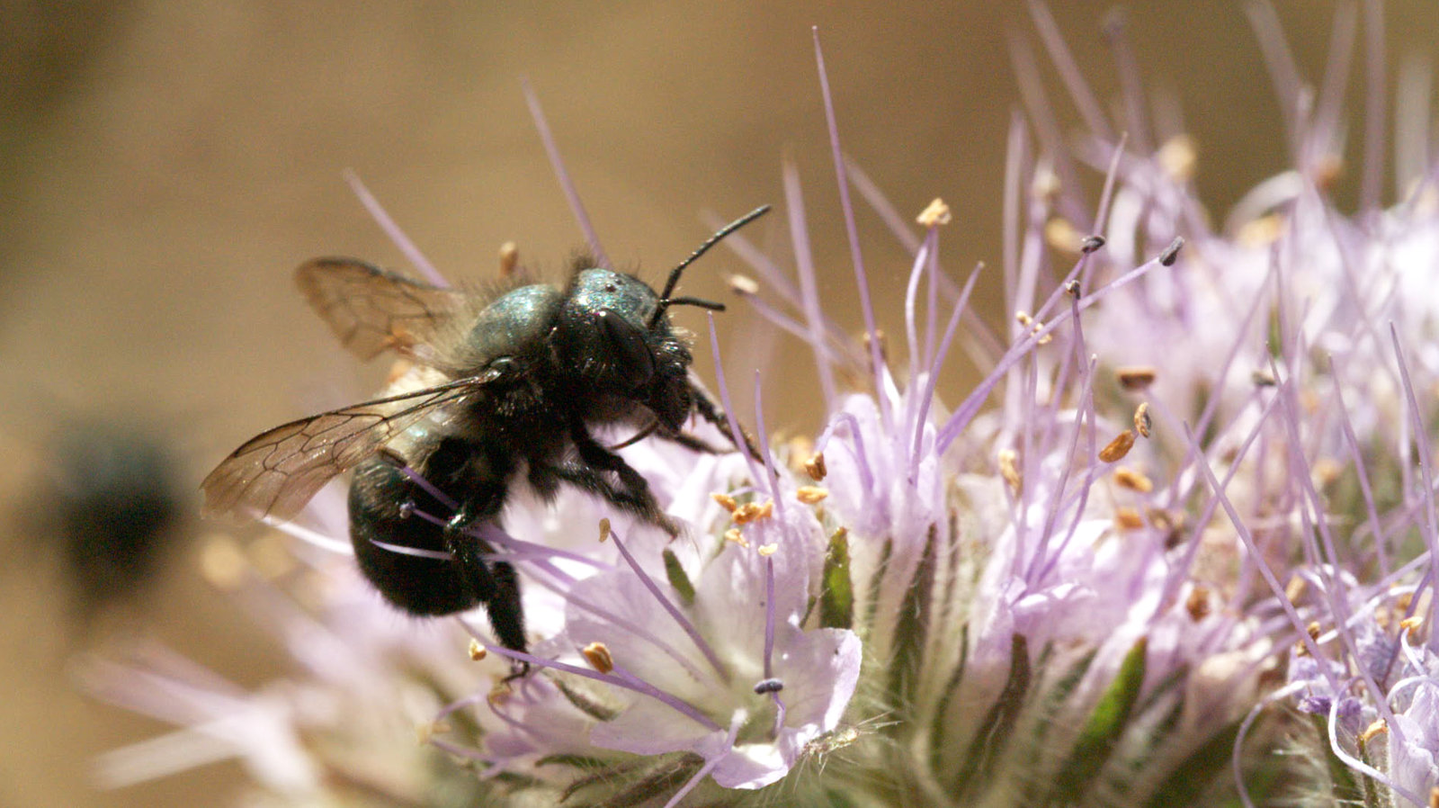 caption: A female blue orchard bee forages for nectar and pollen on Phacelia tanacetifolia flowers, also known as blue or purple tansy. Blue orchard bees are solitary bees that help pollinate California's almond orchards. CREDIT: JOSH CASSIDY