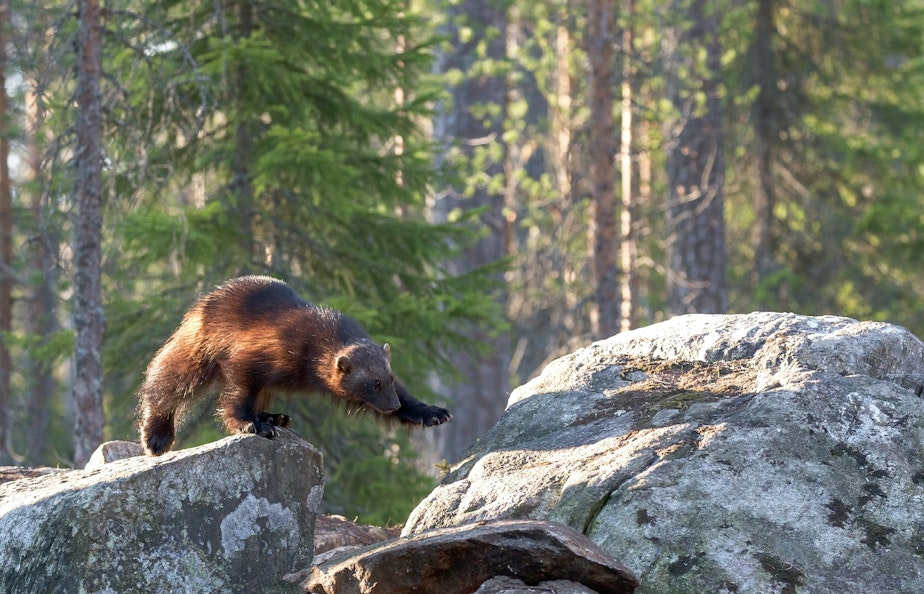 caption: Shy but tenacious, wolverines have worked their way down from British Columbia and returned to Mt Rainier after a century's absence.