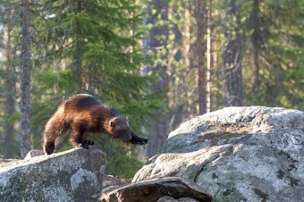 caption: Shy but tenacious, wolverines have worked their way down from British Columbia and returned to Mt Rainier after a century's absence.