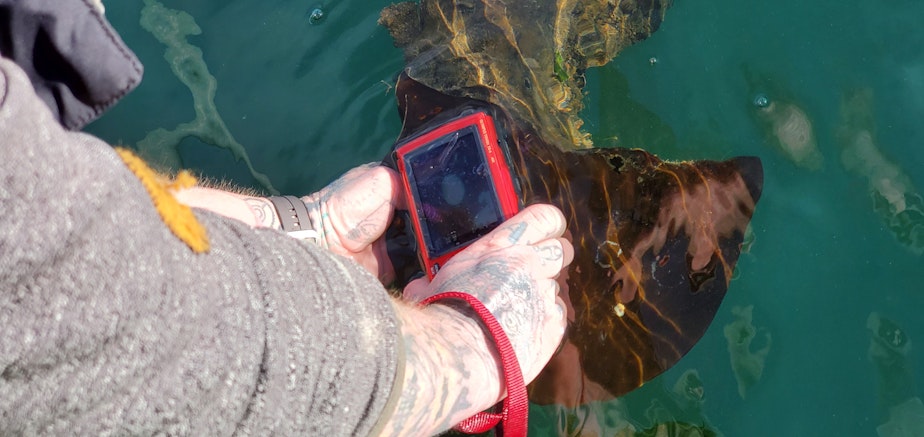 caption: Roberts uses a special underwater camera to get close-ups of nudibranchs. 