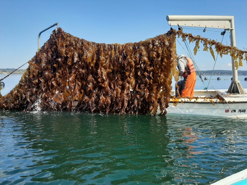 caption: Workers harvest kelp in Hood Canal at Washington's first commercial seaweed farm, Blue Dot Sea Farms.