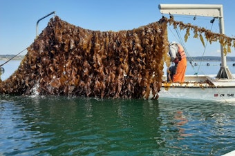 caption: Workers harvest kelp in Hood Canal at Washington's first commercial seaweed farm, Blue Dot Sea Farms.