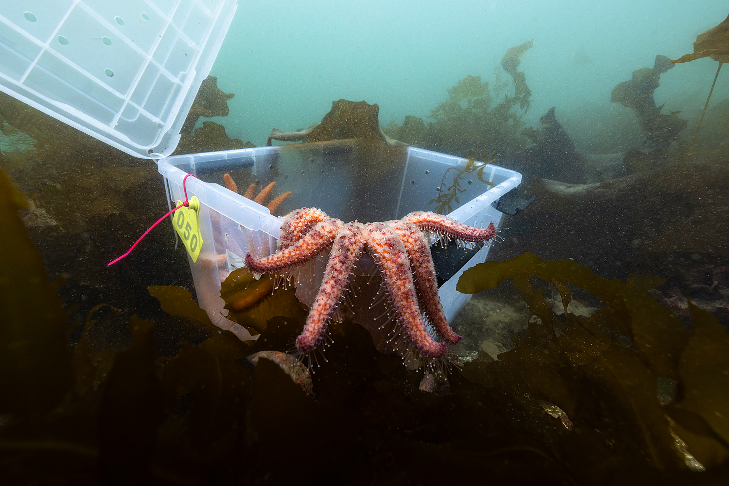 How a Northwest tribe and an endangered sea creature are helping each other