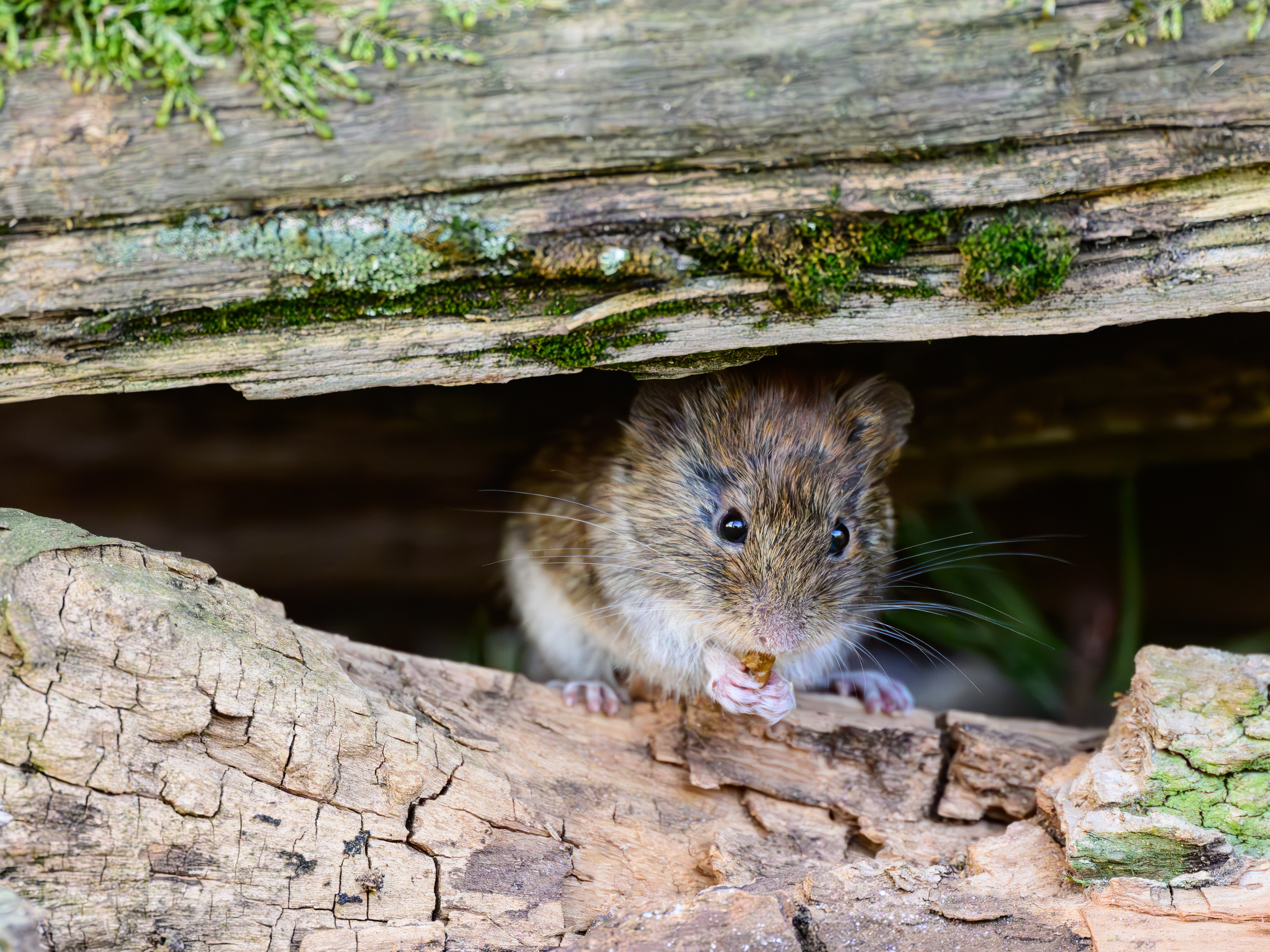 caption: The bank vole is one of the rodents that can transmit the hantavirus. In rare cases, there is human-to-human transmission.