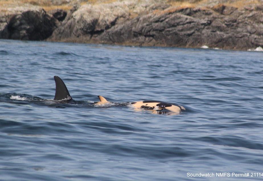J35 pushing calf. Taken near San Juan Island Island, WA on 7/27