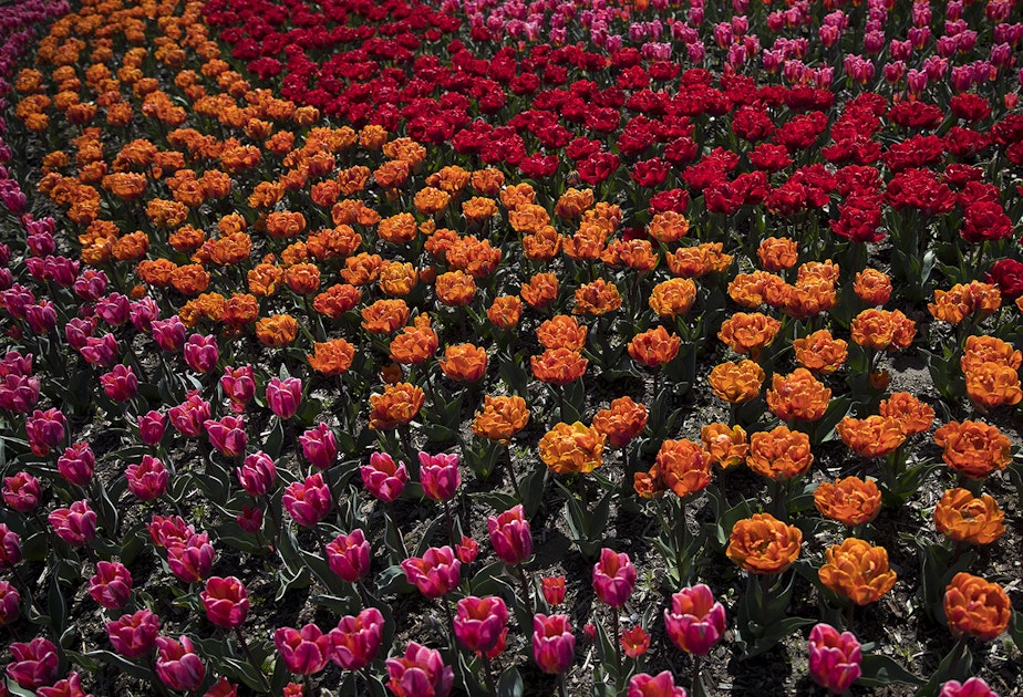 caption: Colorful tulips are on display on Tuesday, April 24, 2018, at RoozenGaarde near Mount Vernon. 