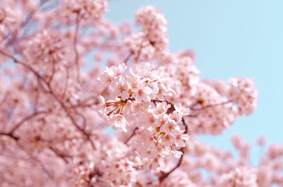 cherry blossom tree blossoms generic