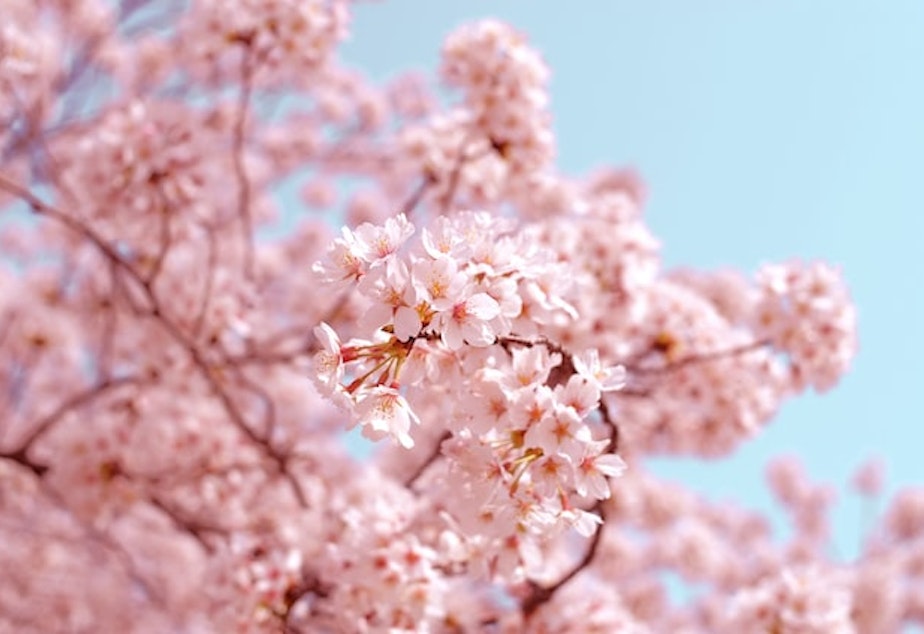 cherry blossom tree blossoms generic