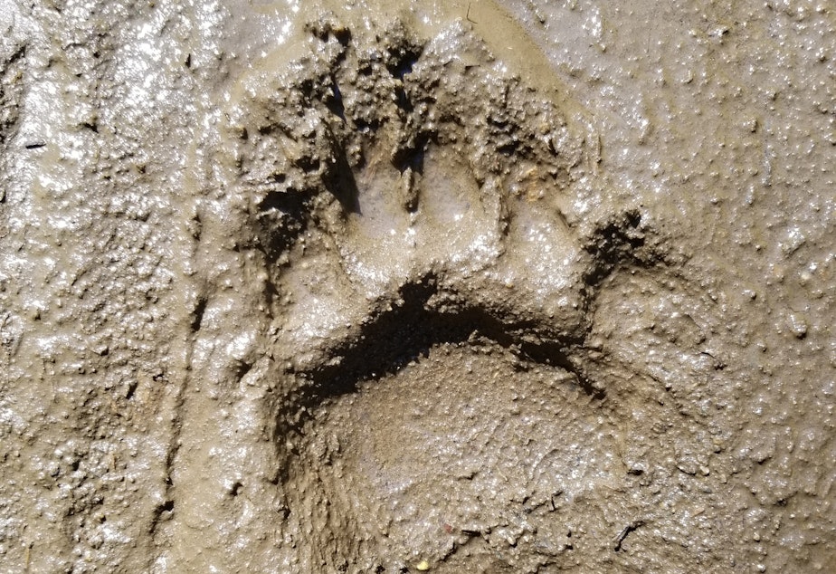 caption: Researchers used treats to coax young black bears to walk on their hind legs through mud to get footprints to compare to the fossils.