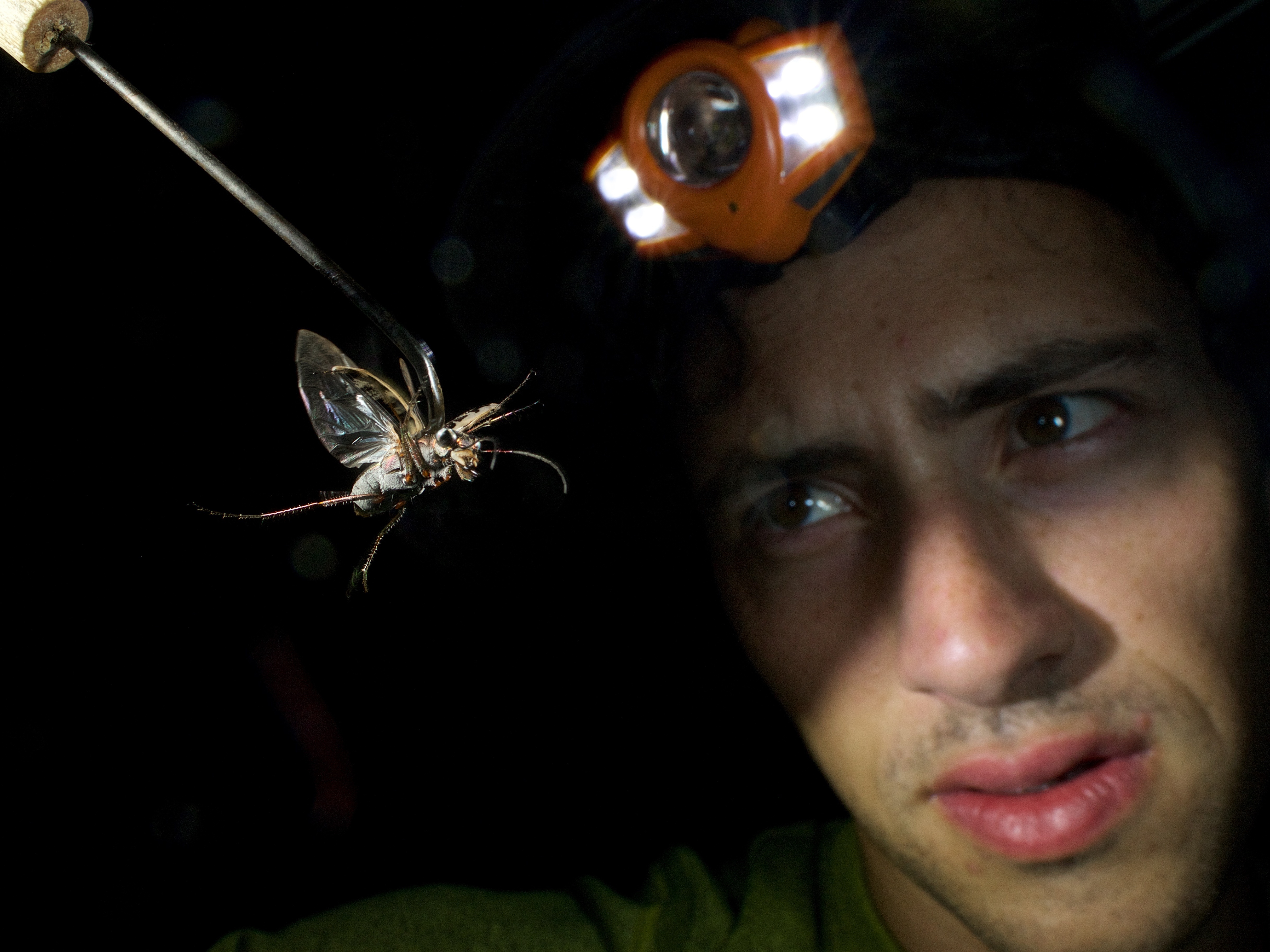 caption: Harlan Gough holds a recently collected tiger beetle on a tether.