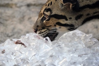 caption: Zoos across the country are taking several steps to help animals beat the heat this summer.