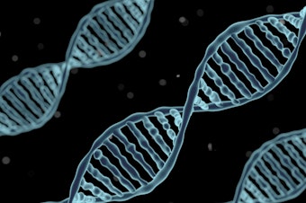 caption: An artist's rendering of DNA. Scientists have found traces of DNA that they say is evidence that prehistoric humans procreated with an unknown hominin group in West Africa.