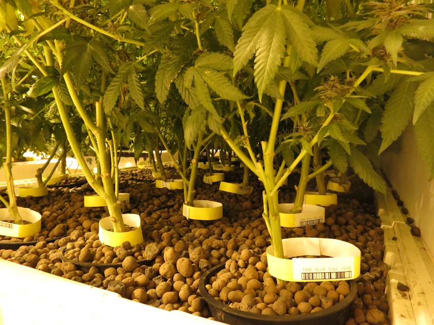 caption: Marijuana hydroplants at a Seattle grow.