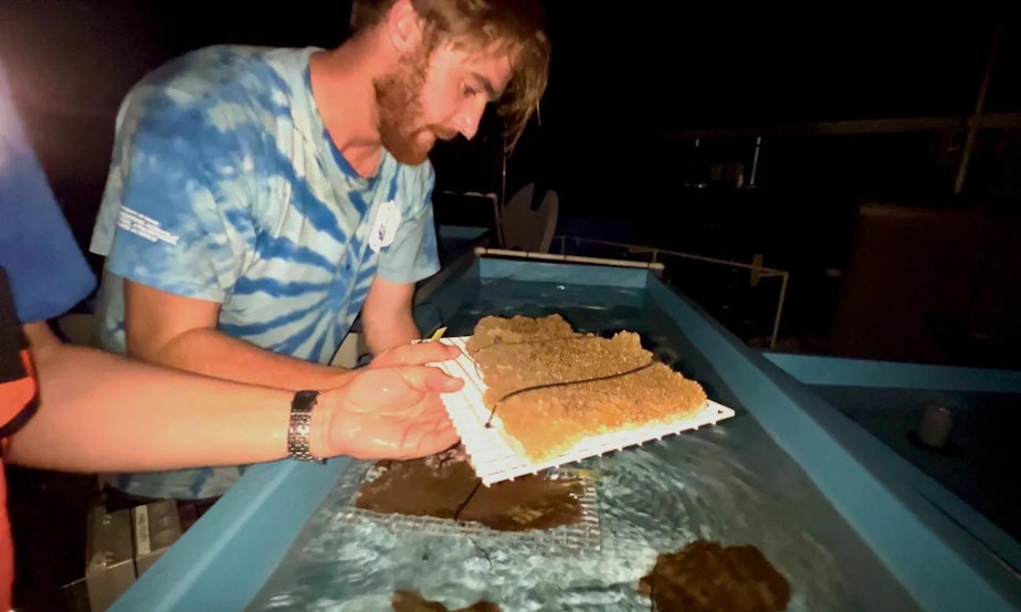caption: Coral Reef Futures Lab Manager Cameron McMath places places elkhorn coral into an outdoor runway tank to get acclimated after the trip from Honduras.
