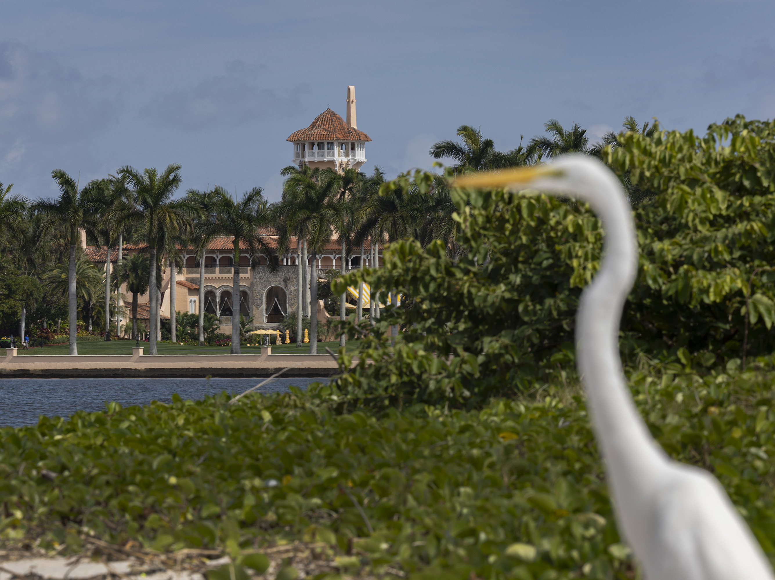 caption: A great egret stands near former President Donald Trump's Mar-a-Lago resort on Feb. 11, as reports emerged that the National Archives had recovered documents from Trump's Palm Beach, Fla., home.