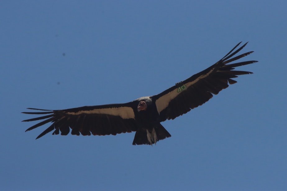 caption: California condor flies over Bittercreek Wildlife Refuge in California. 