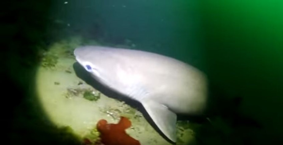 caption: Sixgill shark in the waters around Seattle.